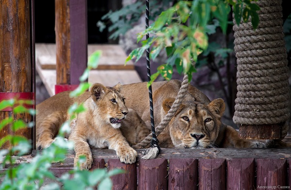 В Московском зоопарке родились львята 2