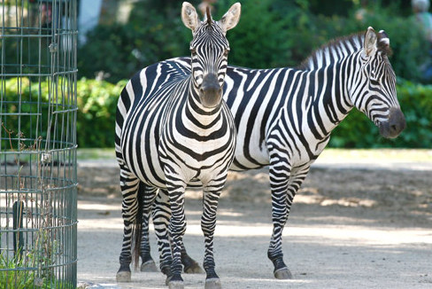 10 лучших зоопарков мира 8